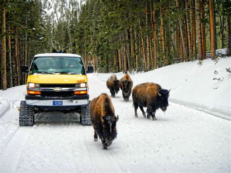 yellowstone snow coach winter tours